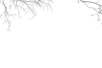 Plant shadow png,  Botanical shadow in transparent background, design palm tropical leaves. Black and white branch shadow overlay effect. For business cards, 