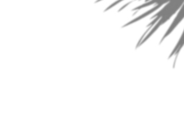 Naklejka premium Plant shadow png, Botanical shadow in transparent background, design palm tropical leaves. Black and white branch shadow overlay effect. For business cards, 