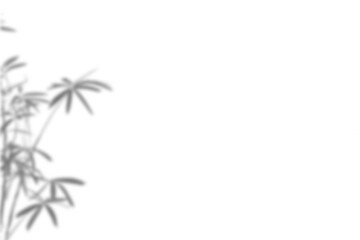 Fototapeta premium Plant shadow png, Botanical shadow in transparent background, design palm tropical leaves. Black and white branch shadow overlay effect. For business cards, 