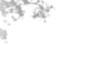 Plant shadow png,  Botanical shadow in transparent background, design palm tropical leaves. Black and white branch shadow overlay effect. For business cards, 