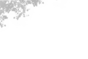 Plant shadow png,  Botanical shadow in transparent background, design palm tropical leaves. Black and white branch shadow overlay effect. For business cards, 