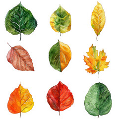 Obraz premium Watercolor Autumn Leaves Collection.