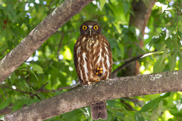 森の中のアオバズク