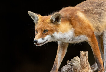 Close up of a beautiful fox eating with black background