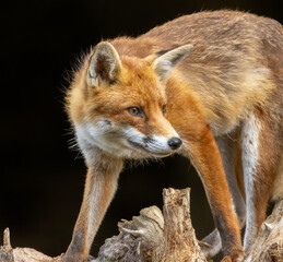 Close up of a beautiful fox eating with black background
