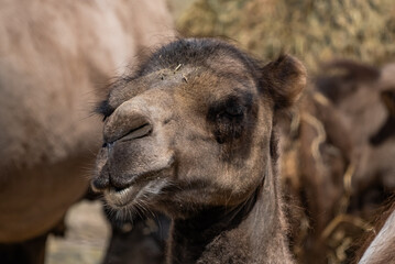 captive zoo animals in their cages