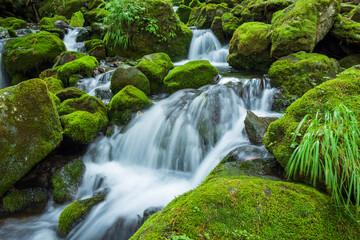 Obraz premium waterfall in the forest