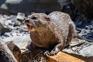 captive zoo animals in their cages