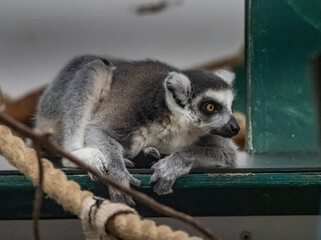 captive zoo animals in their cages