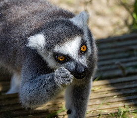 captive zoo animals in their cages