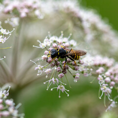 wasp on saxifrage flowers