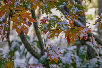 雪に紅葉