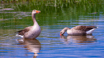 Obraz premium Greylag Goose, Anser anser, Tablas de Daimiel National Park, Daimiel, Ciudad Real, Castilla La Mancha, Spain, Europe