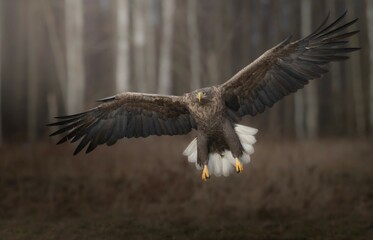 Seeadler
