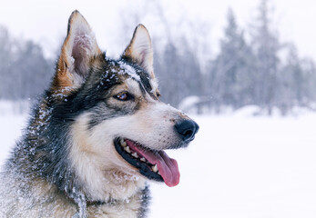 Fluffy Husky dog covered with snowflakes in the snow close-up, Arctic Circle, Arctic Tundra, Finnish Lapland, Hetta, Finland