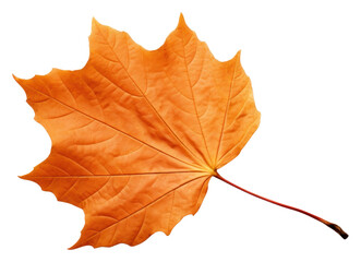 PNG  Fall leaf maple plant tree.