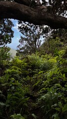 Hawaiian nature