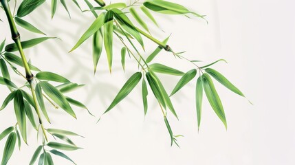 Oriental landscape with green bamboo trees.