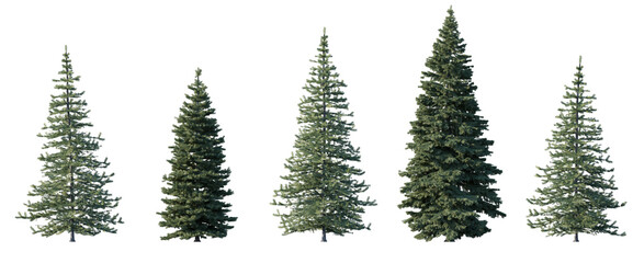 Set of spruce Picea Abies and Pungens Colorado blue green fir evergreen pinaceae needled tree isolated png medium and small on a transparent background perfectly cutout
