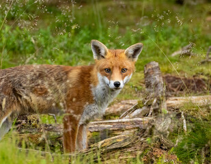 Fox in the forest during daylight