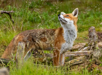 Fox in the forest during daylight