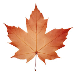 PNG Real pressed a single maple leaf plant paper tree.