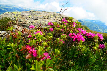 Obraz premium Alpenrose in den Nockbergen