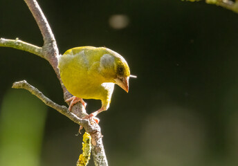 Green finch perched on a branch with natural forest background 