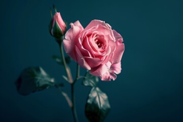 Fototapeta premium A solitary pink flower