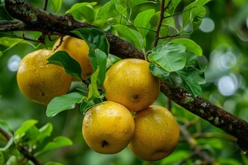Aegle marmelos also known as bael is a rare Indian tree with many names