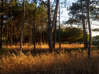Helechos y arboles en un bosque del Alentejo de Portugal