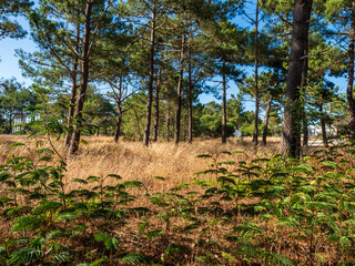 Helechos y arboles en un bosque del Alentejo de Portugal