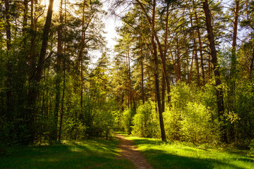 Sunbeams streaming through the pine trees and illuminating the young green foliage on the bushes in the pine forest in spring.