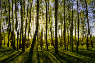 Obraz premium Sunset or sunrise in a spring birch forest with bright young foliage glowing in the rays of the sun and shadows.