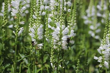 Physostegia virginiana. White flowers of false dragonhead, obedient plant.
