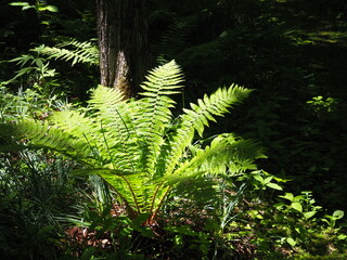 シダ植物のある風景