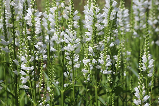 Obedient Plant" Images  Browse 1,382 Stock Photos, Vectors, and Video |  Adobe Stock