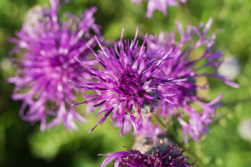 Rough cornflower in nature, macro photo.
