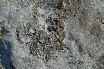 Group of fossilized bivalve mollusks embedded in a stone surface © Alessandro Grandini