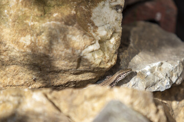 lizard on the stone