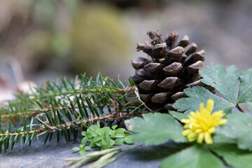 Pine cone resting on forest floor with yellow wildflower