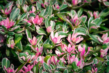 A bunch of pink and green flowers with white petals. The flowers are in a garden and are very pretty