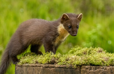 Close up of pine marten in the forest