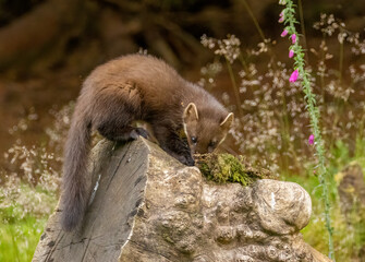 Close up of pine marten in the forest