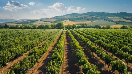 Fields of pears and trees with bright green picture