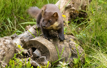 Close up of pine marten in the forest