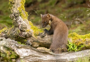 Close up of pine marten in the forest