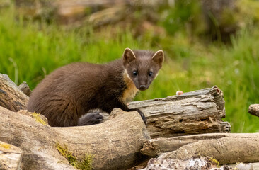 Close up of pine marten in the forest