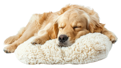 PNG  Golden retriever sleeping on pillow