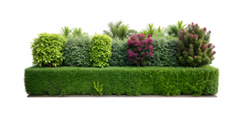 Mixed Green Hedge with Various Plants Isolated on Transparent Background with Clipping Path Cut-Out